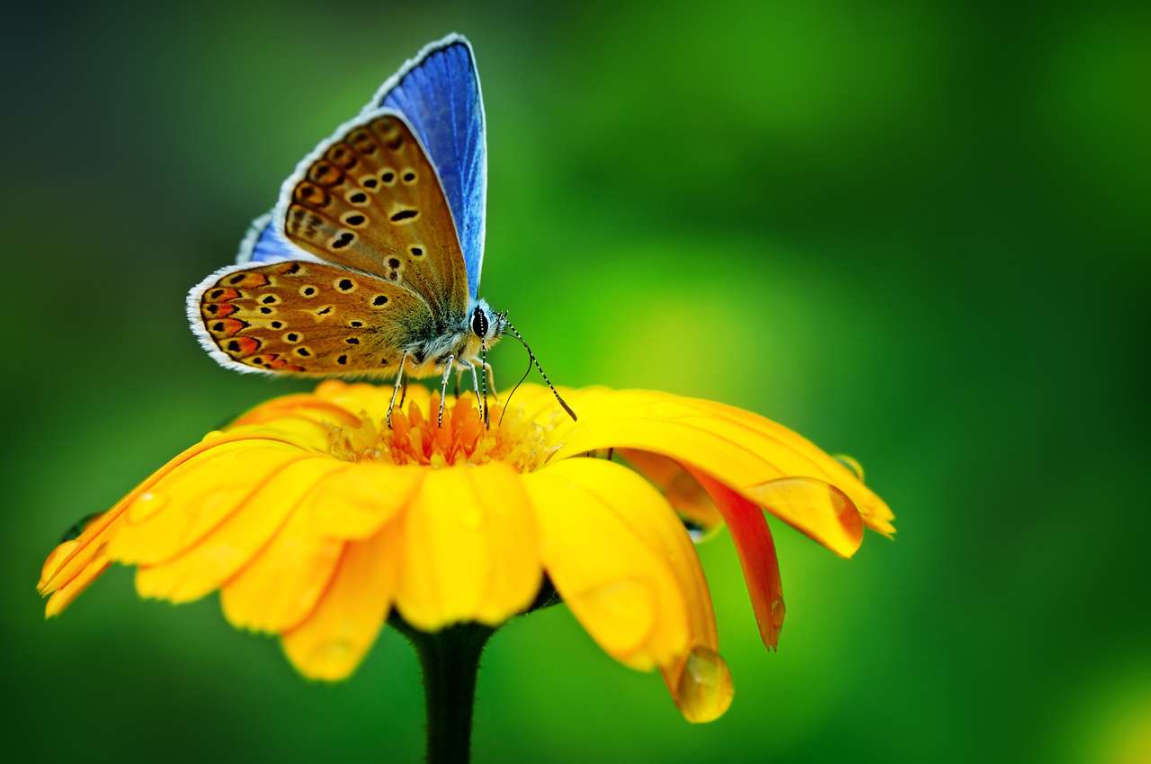 Blå fjäril på gul blomma pussel på nätet