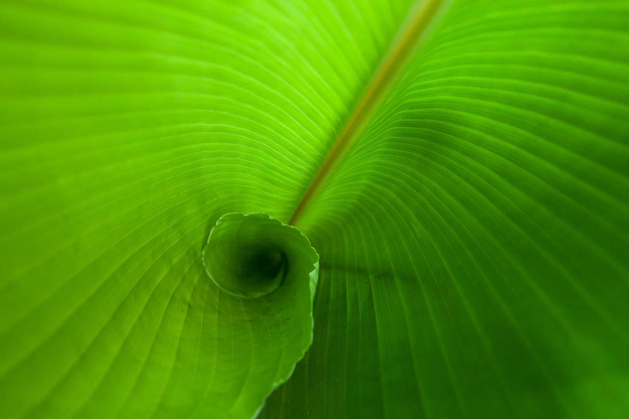 Gröna bananblad närbild Pussel online