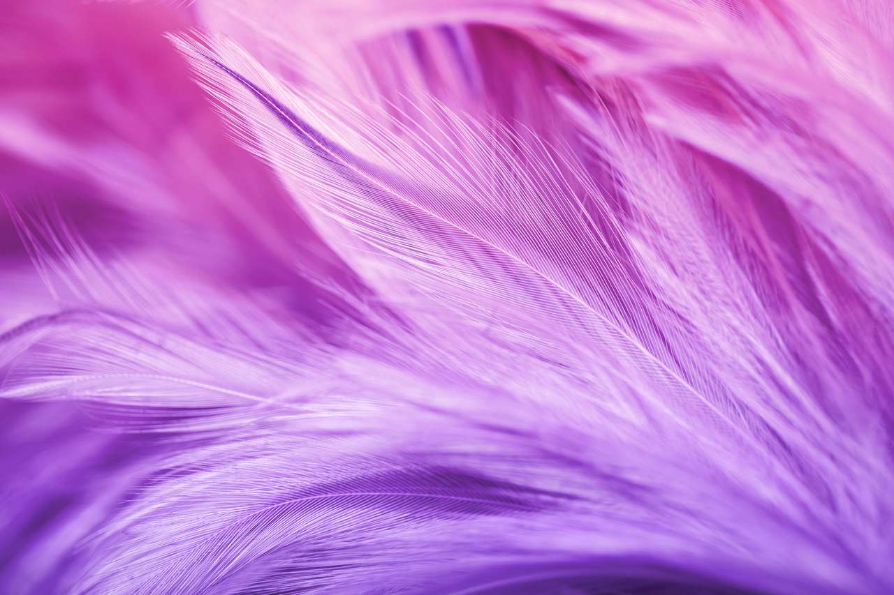 紫の鶏の羽 ジグソーパズルオンライン