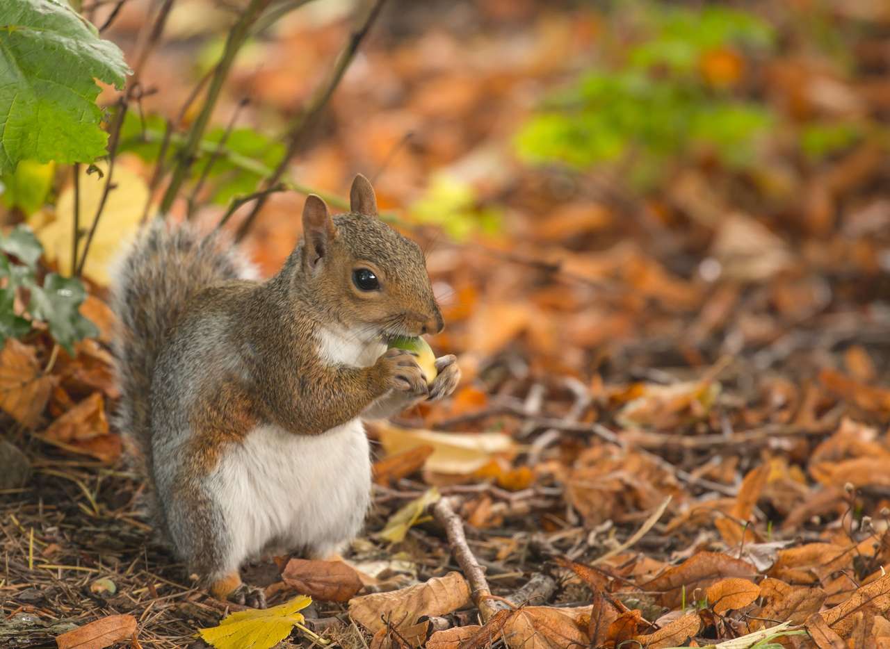 Σκίουροι που τσιμπολογούν ξηρούς καρπούς το φθινόπωρο παζλ online