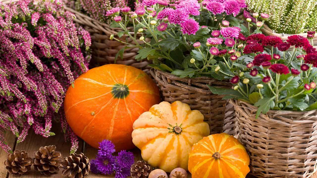秋の装飾カボチャと秋の植物 オンラインパズル