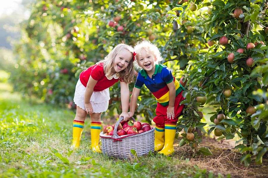 Crianças na colheita da maçã puzzle online