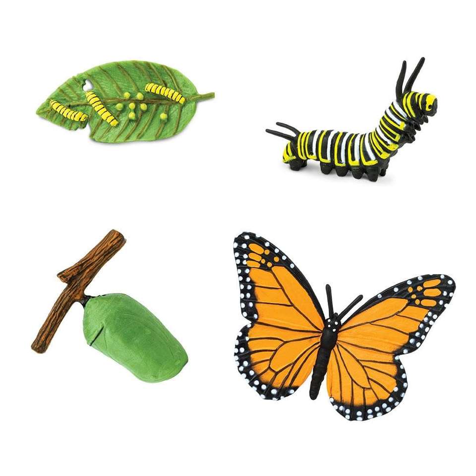 Schmetterlingslebenszyklus Puzzlespiel online