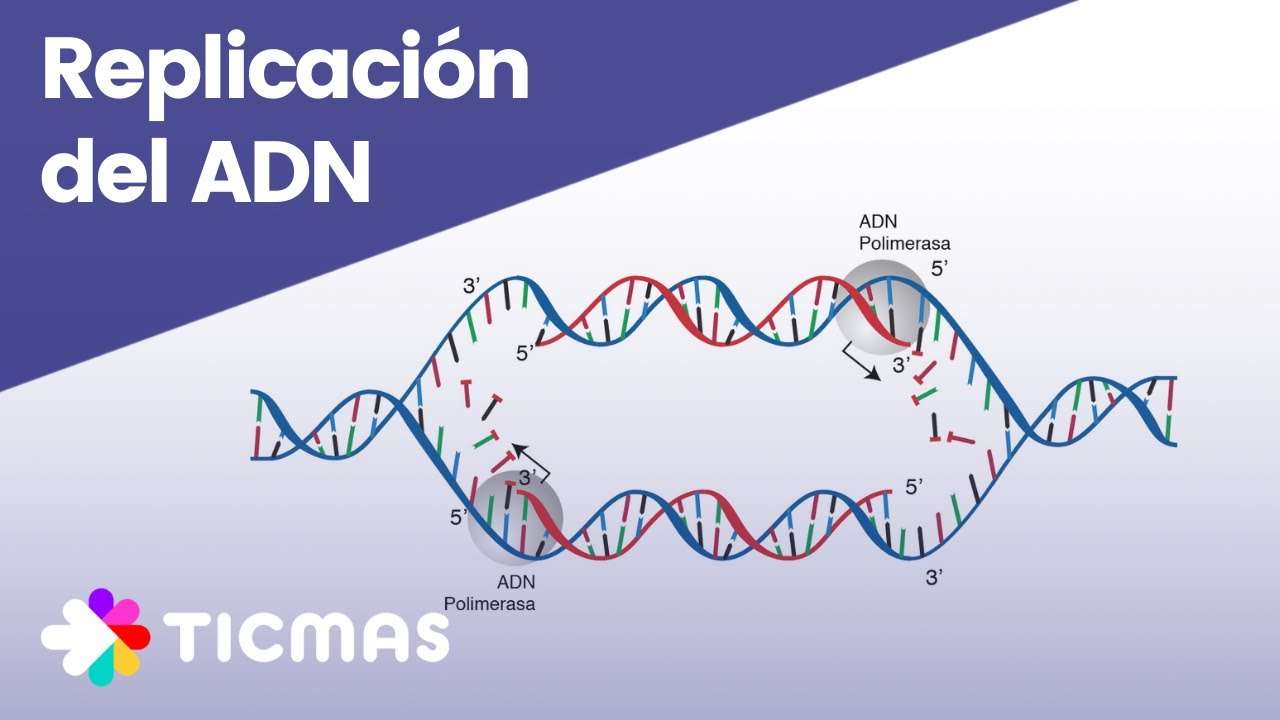 REPLIKACE DNA skládačky online