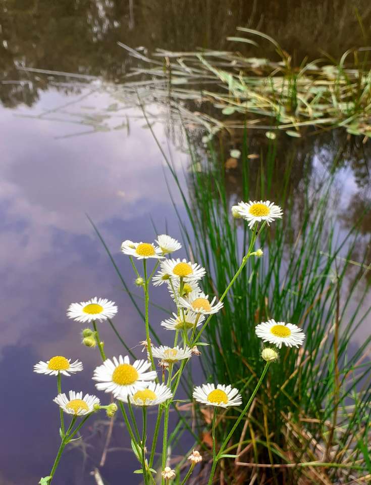 Flowers by the pond. online puzzle