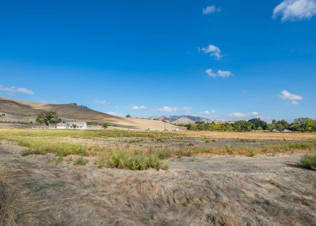 поле от зелена трева под синьо небе през деня онлайн пъзел