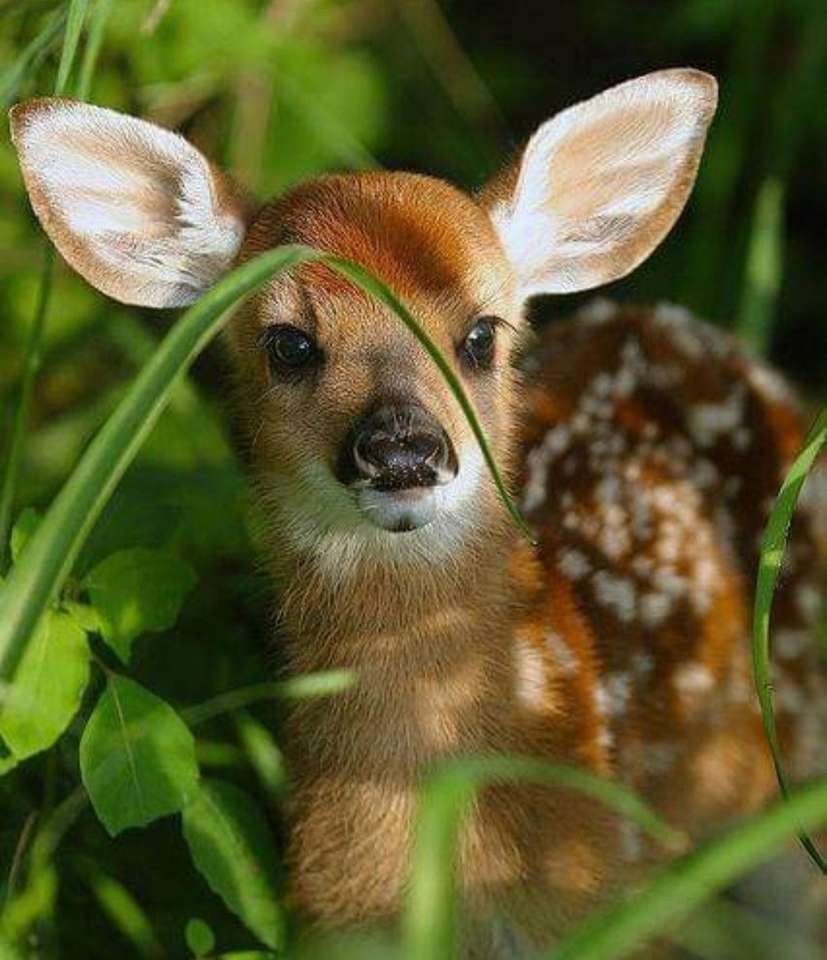 baby deer online puzzle