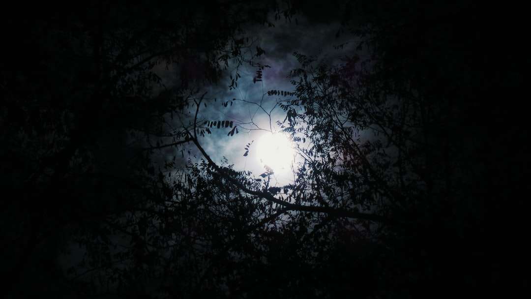 siluett av träd med fullmåne bakgrund Pussel online