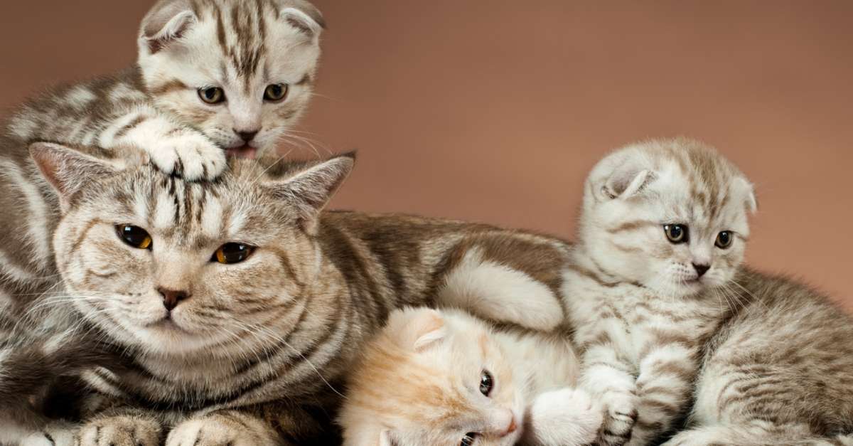 Kitten met kittens legpuzzel online