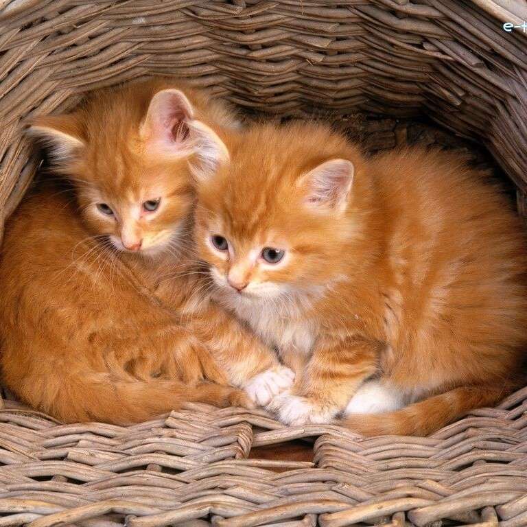 Noorse kittens in een mand legpuzzel online