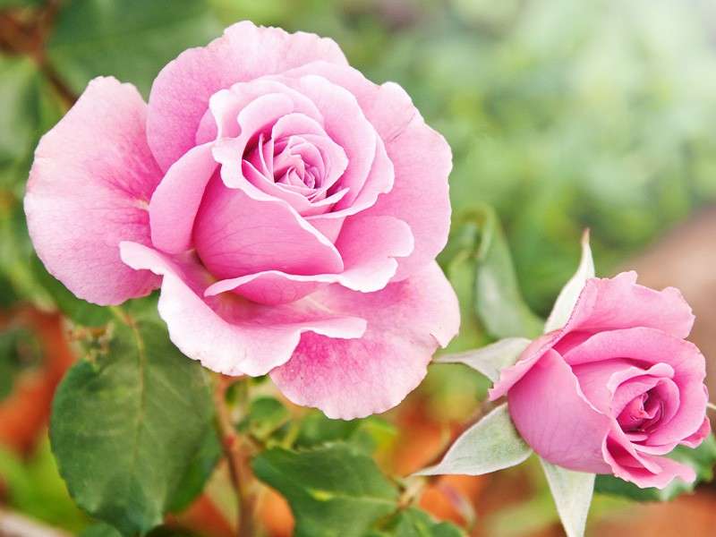 ροζ τριαντάφυλλα online παζλ