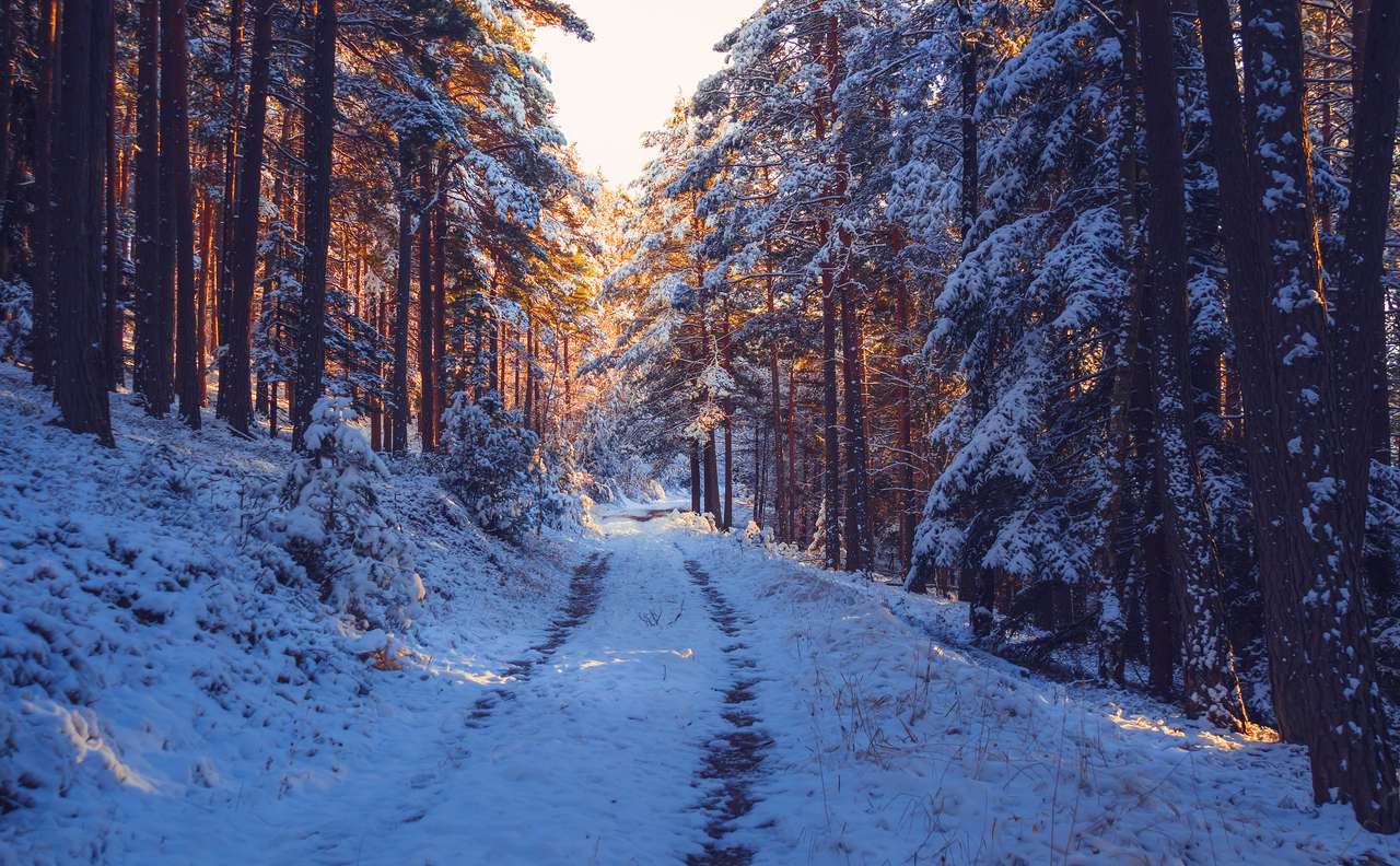 Camino por el bosque nevado rompecabezas en línea
