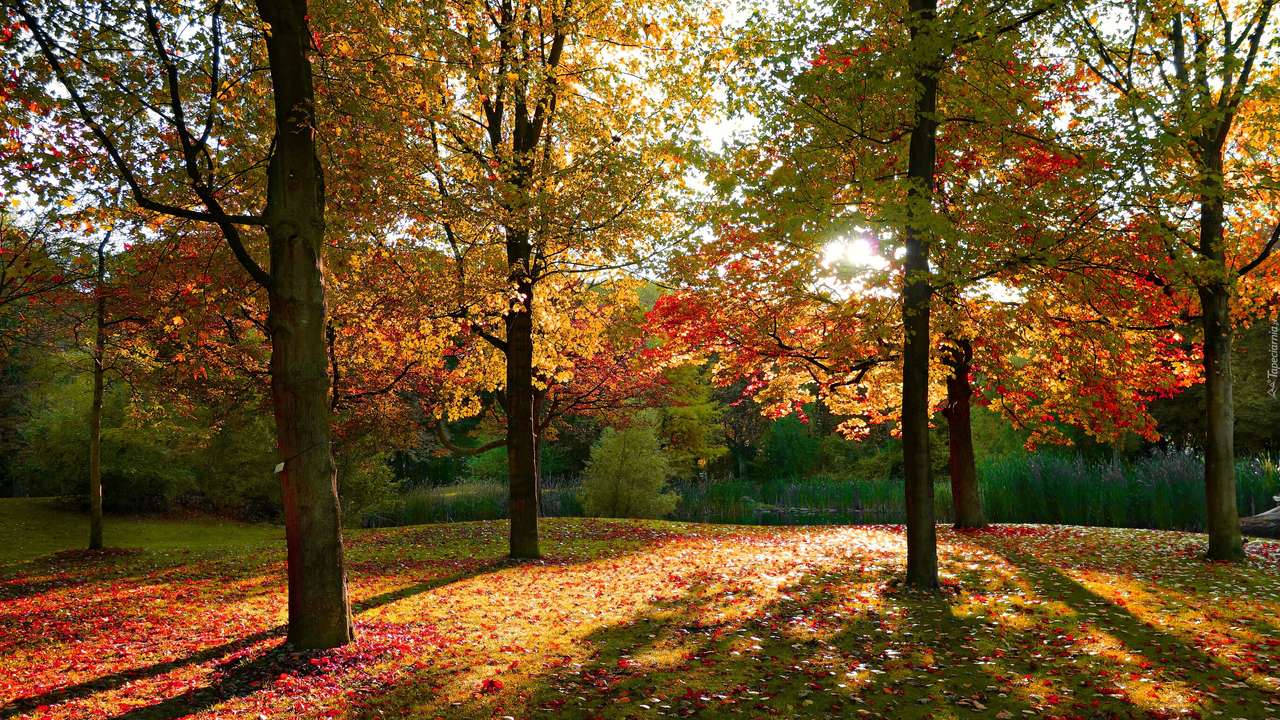 Осень в парке пазл онлайн