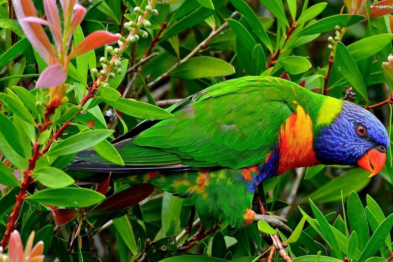 Papegoja på en blommande buske Pussel online