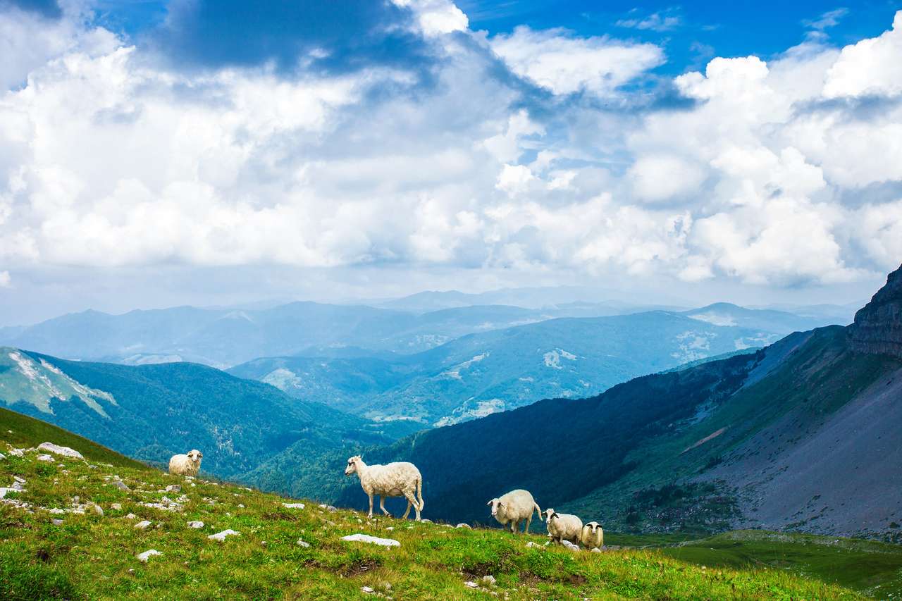 Стадо овце, пасящи в планината онлайн пъзел