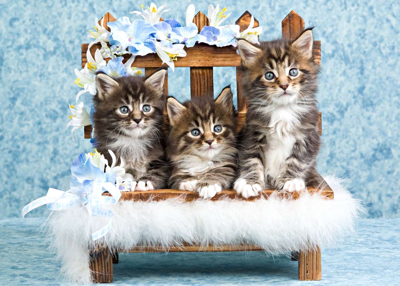 Симпатичные три котенка на скамейке онлайн-пазл