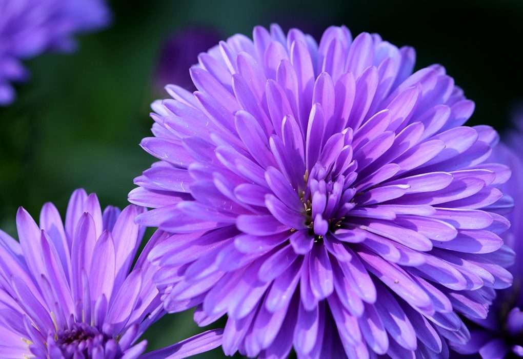 Violette Chinese Aster online puzzel
