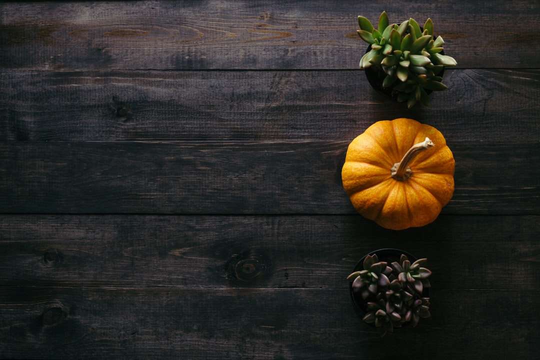 foto di zucca arancione accanto a piante succulente in vaso puzzle online