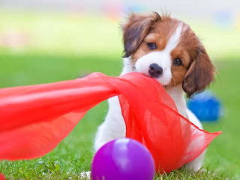 щенок играет с воздушными шариками онлайн-пазл