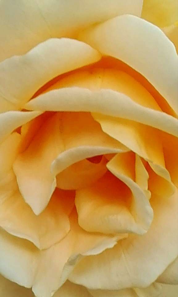 жълта роза онлайн пъзел