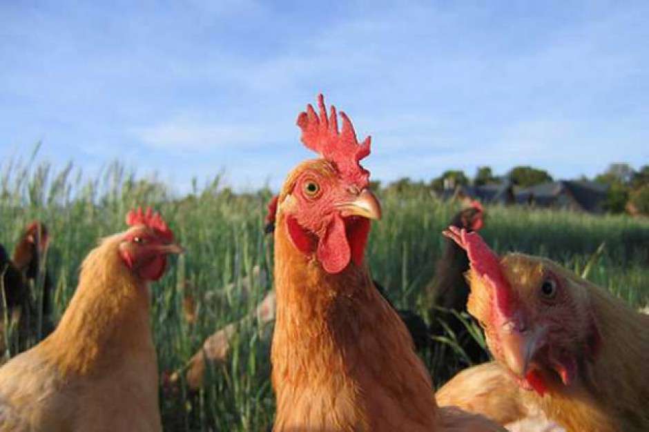 Οικόσιτα πουλερικά στο λιβάδι online παζλ