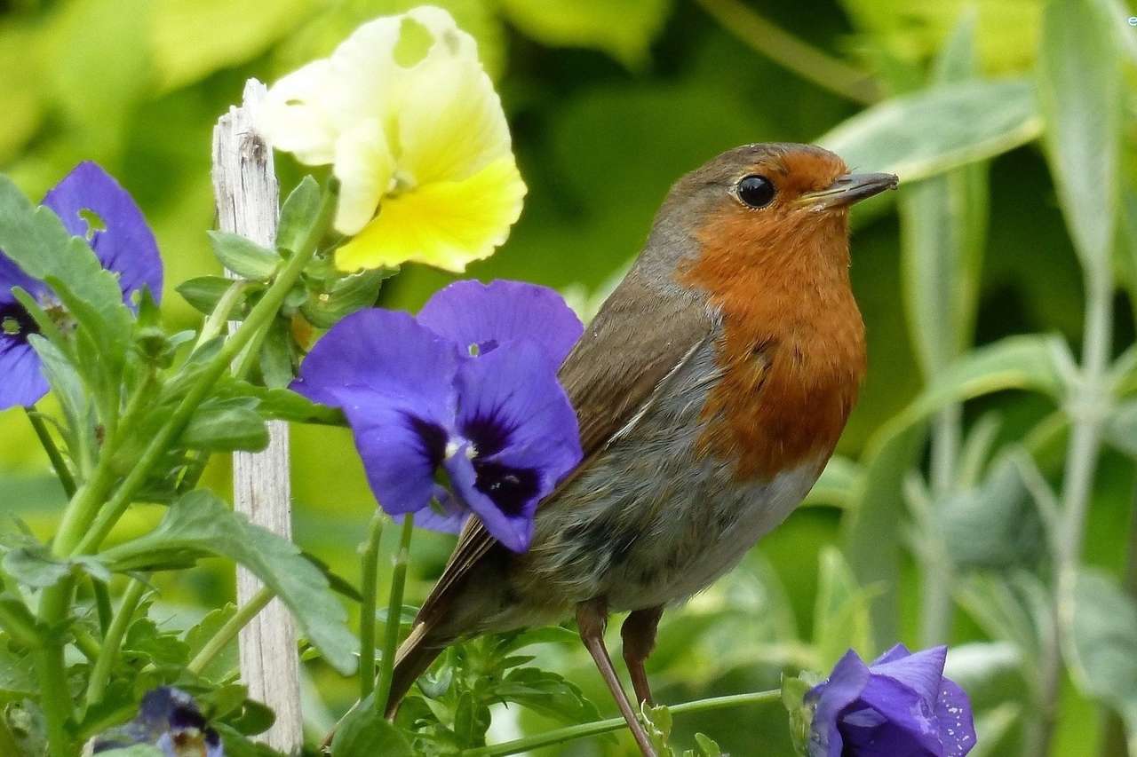 Robin madár a virágokon kirakós online