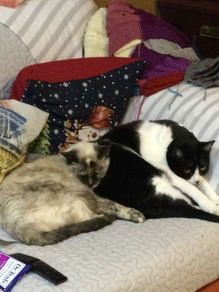 Due gattini per uno che si godono il sonno puzzle online
