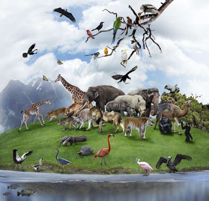 Animali selvatici puzzle online