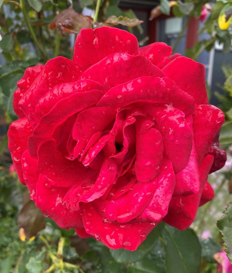Růže jsou červené online puzzle
