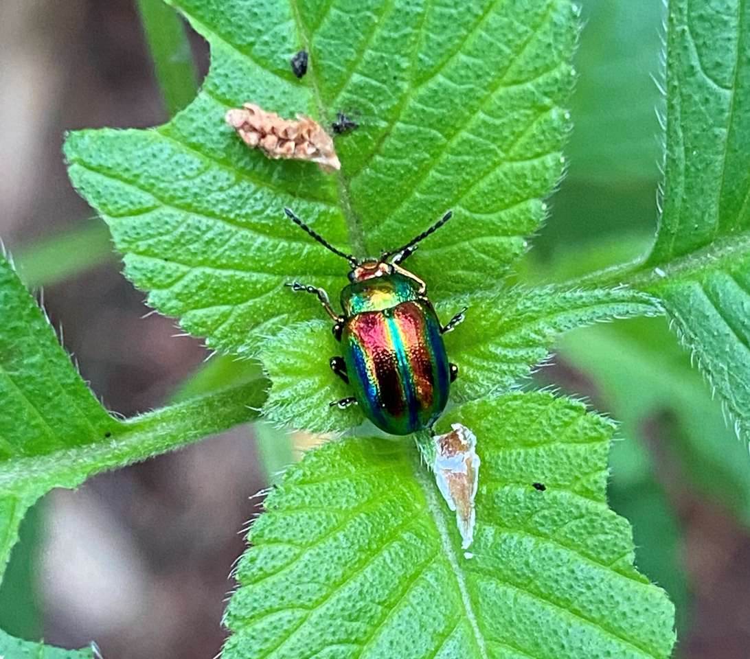 La belleza de los escarabajos rompecabezas en línea