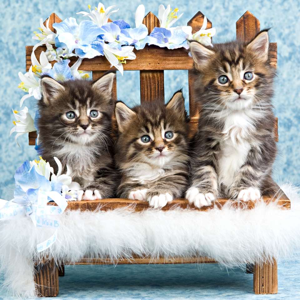 Tres gatitos en el banco rompecabezas en línea