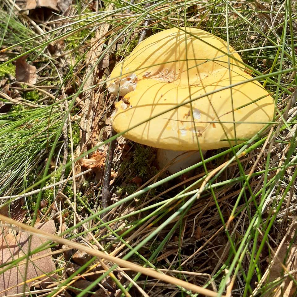 dois cogumelos amarelos quebra-cabeças online