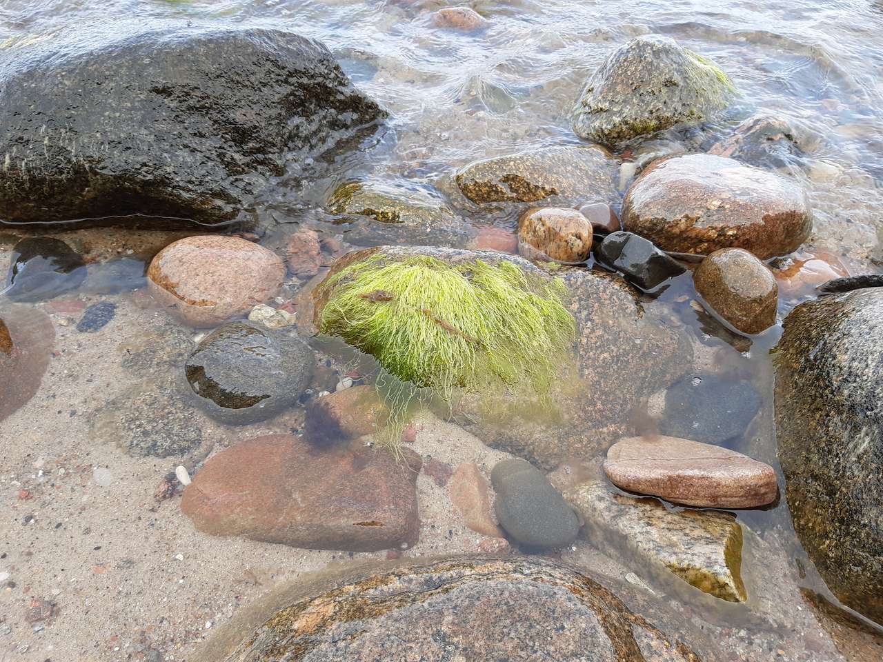 водоросли в море онлайн-пазл