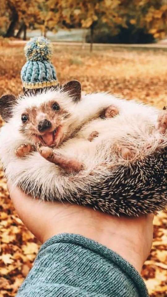Cute hedgehog online puzzle