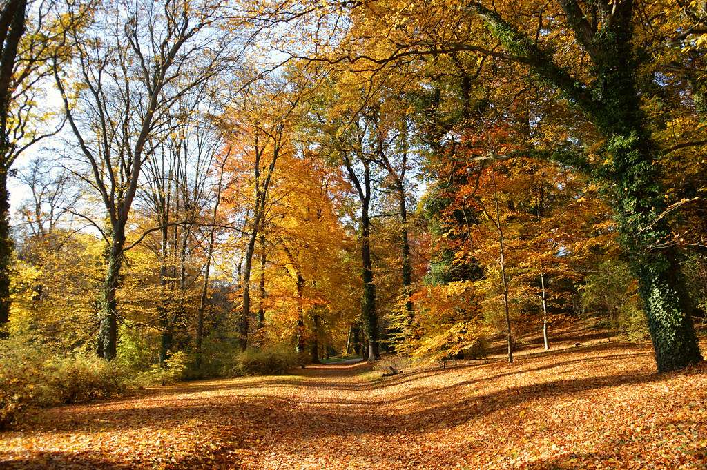 Floresta de outono quebra-cabeças online