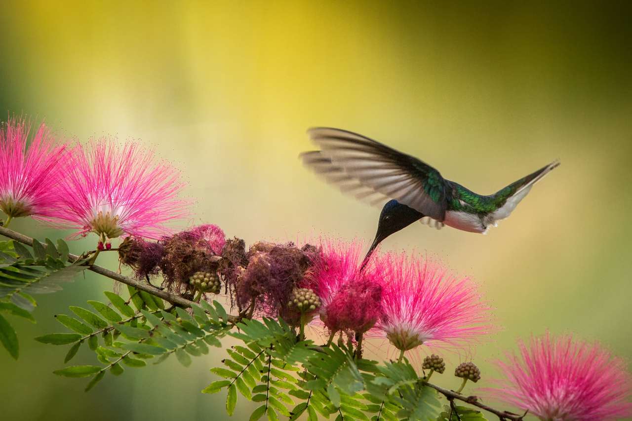 Bílokrký jakobín vznášející se vedle růžového květu mimózy, pták v letu, karibský tropický prales, Trinidad a Tobago, přirozené prostředí, kolibřík sající nektar, barevné žluté a zelené pozadí skládačky online