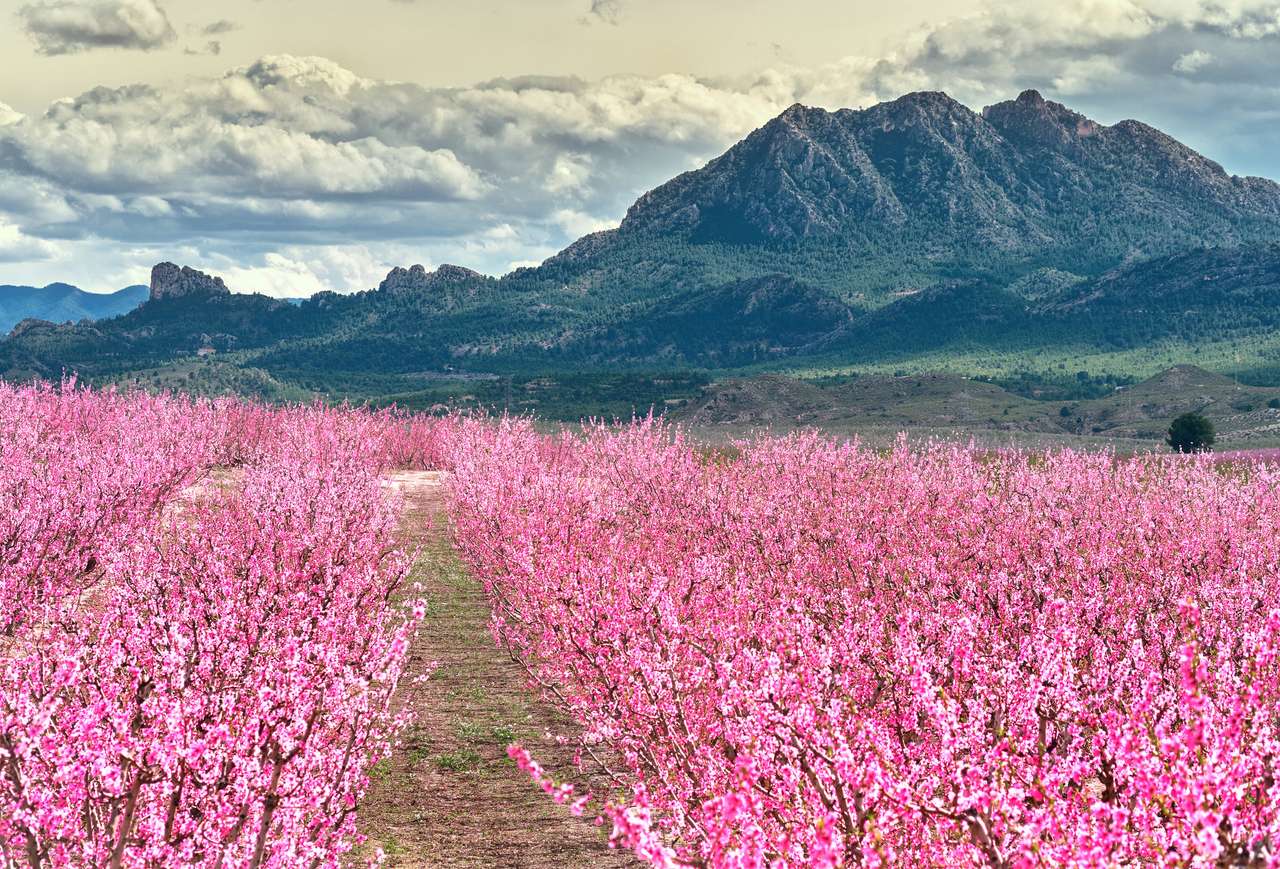 Orchards in bloom jigsaw puzzle online