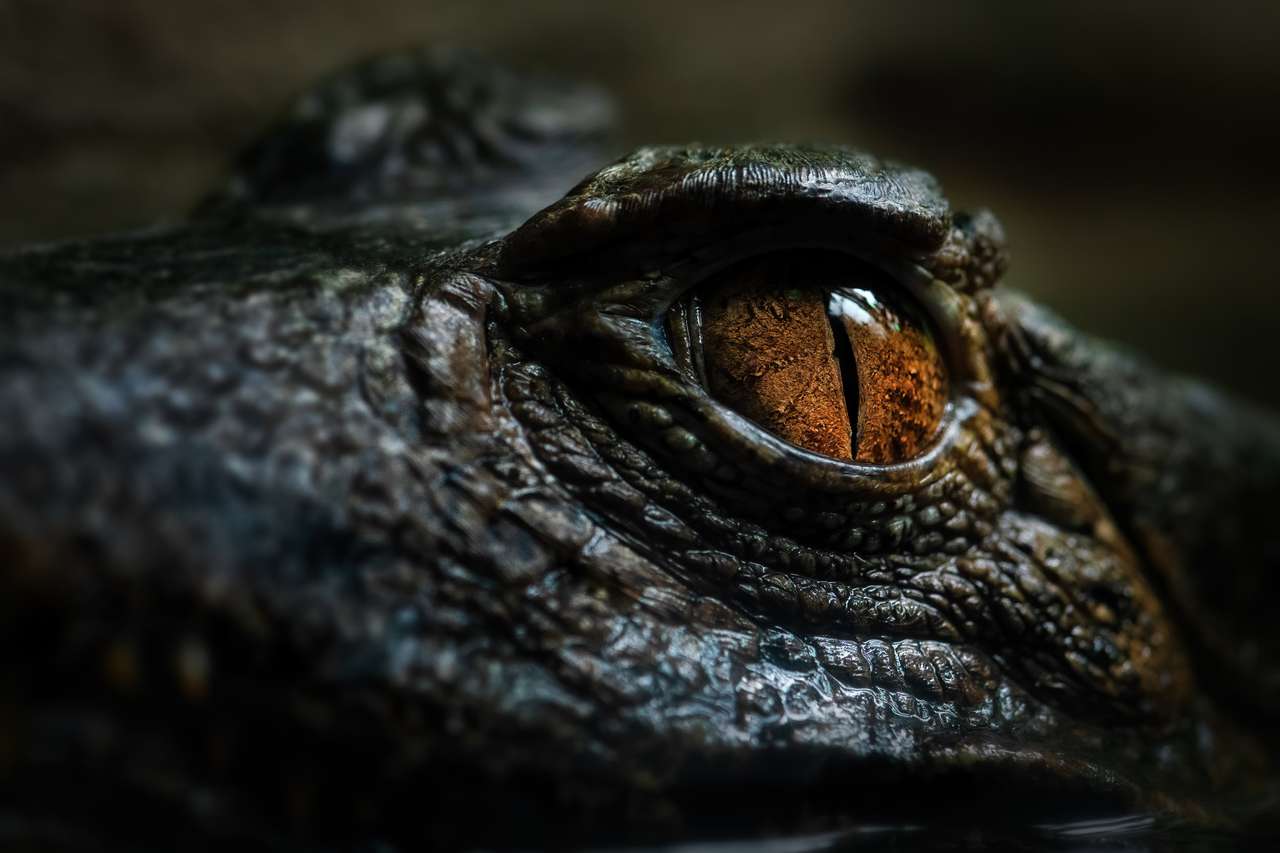 Cuvier's Smooth-fronted Caiman online παζλ