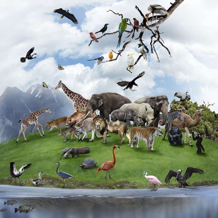 Animali selvaggi... puzzle online