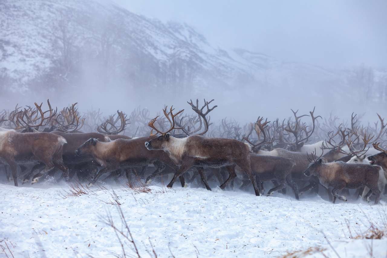 Северный олень на фоне снега и леса пазл онлайн