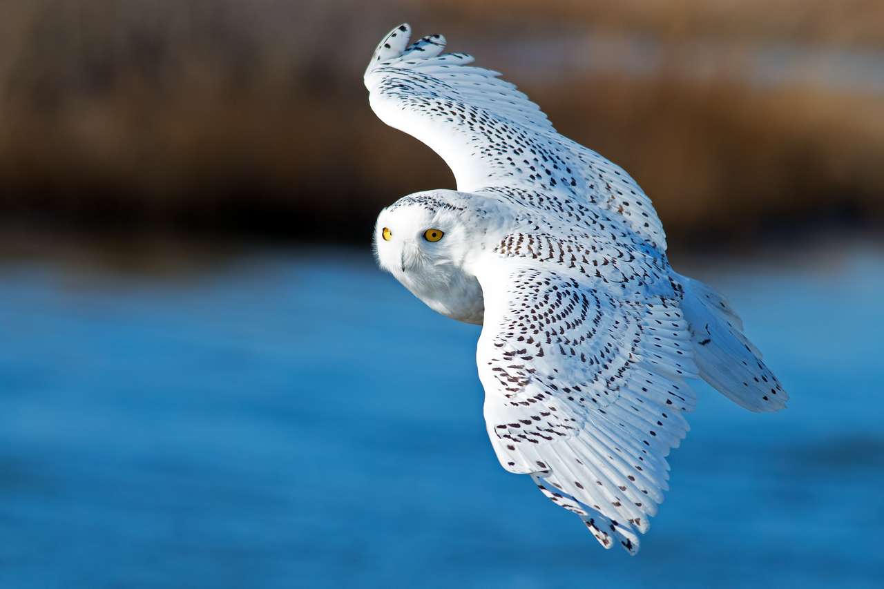 Белая сова в полете над голубой водой пазл онлайн