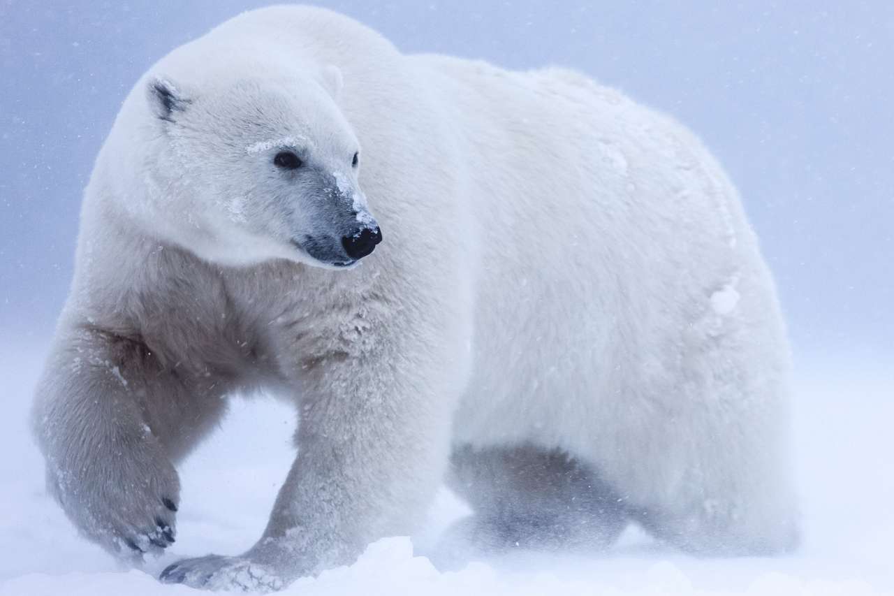 Полярна мечка, северен арктически хищник онлайн пъзел