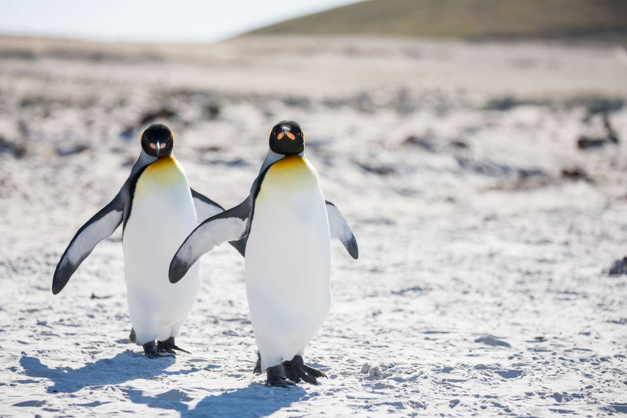 Penguins in the arctic walking jigsaw puzzle online
