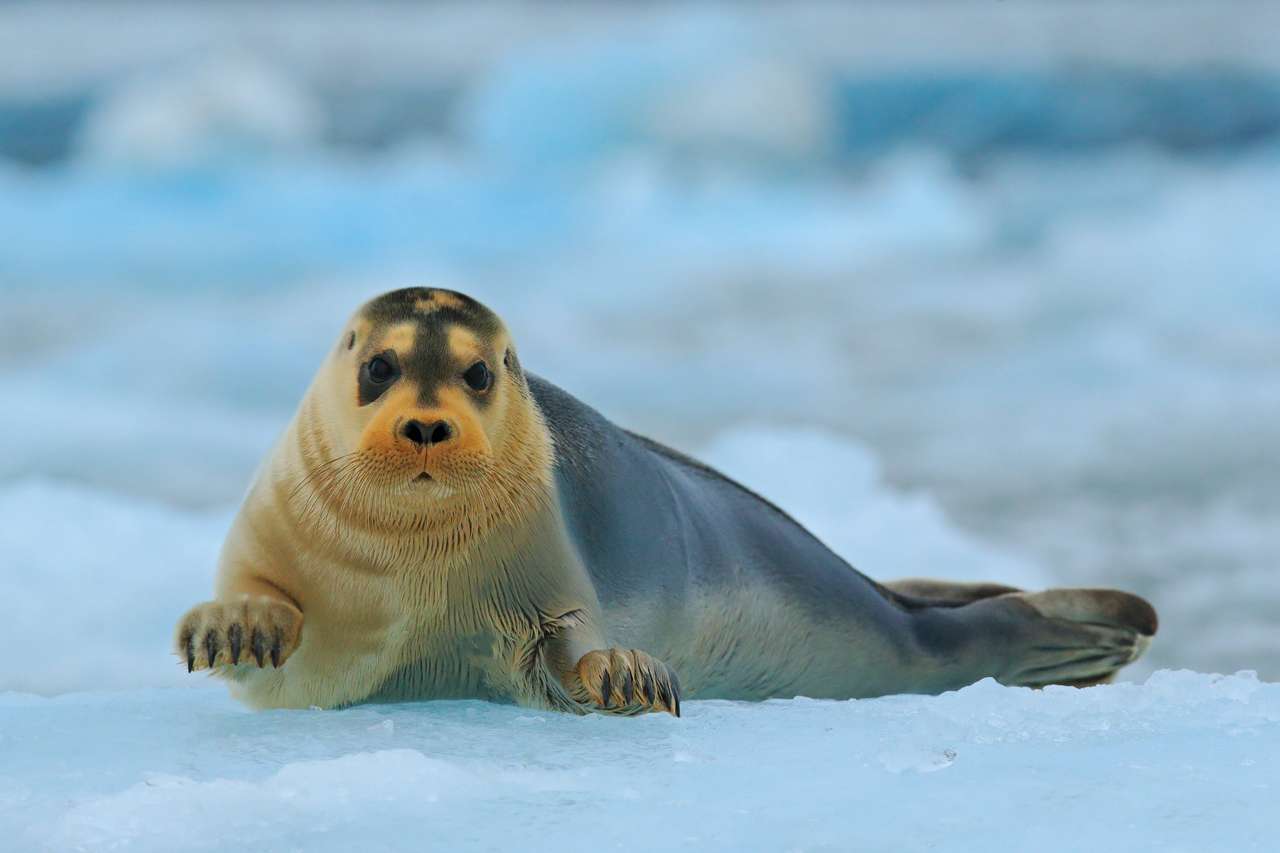 Бородатий тюлень, Шпіцберген пазл онлайн