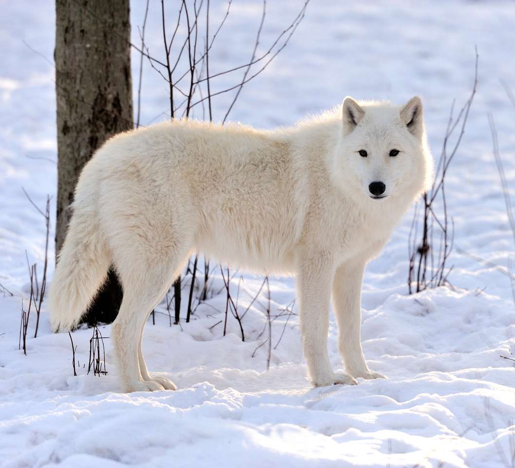 Gyönyörű vad fehér farkas télen online puzzle