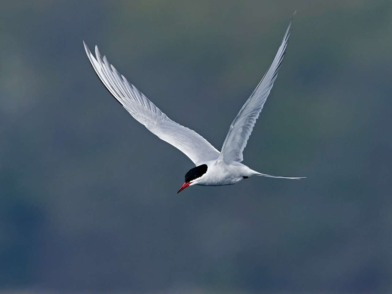 Tern arctic în habitatul său natural din Danemarca jigsaw puzzle online