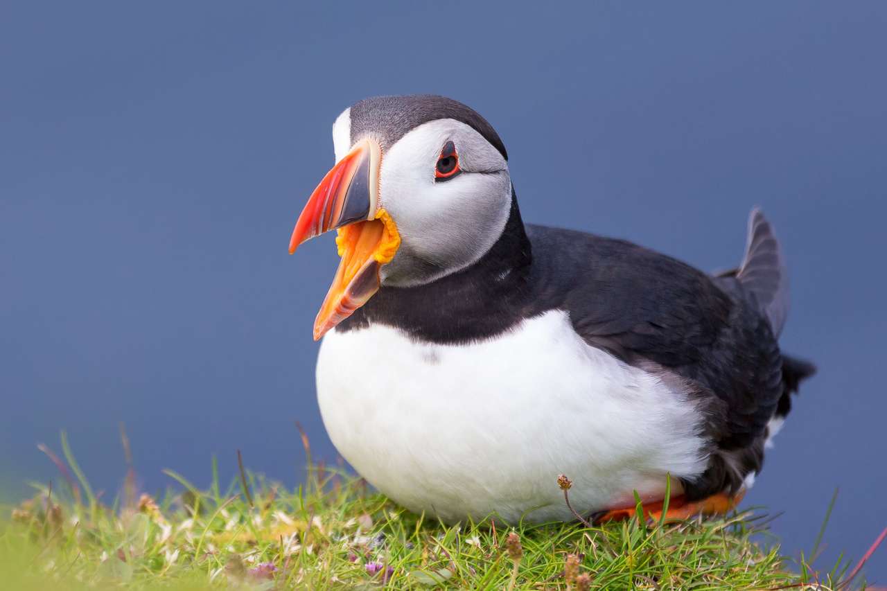 Papegaaiduiker op Shetland Island rustend op het groene gras van een zeeklip online puzzel
