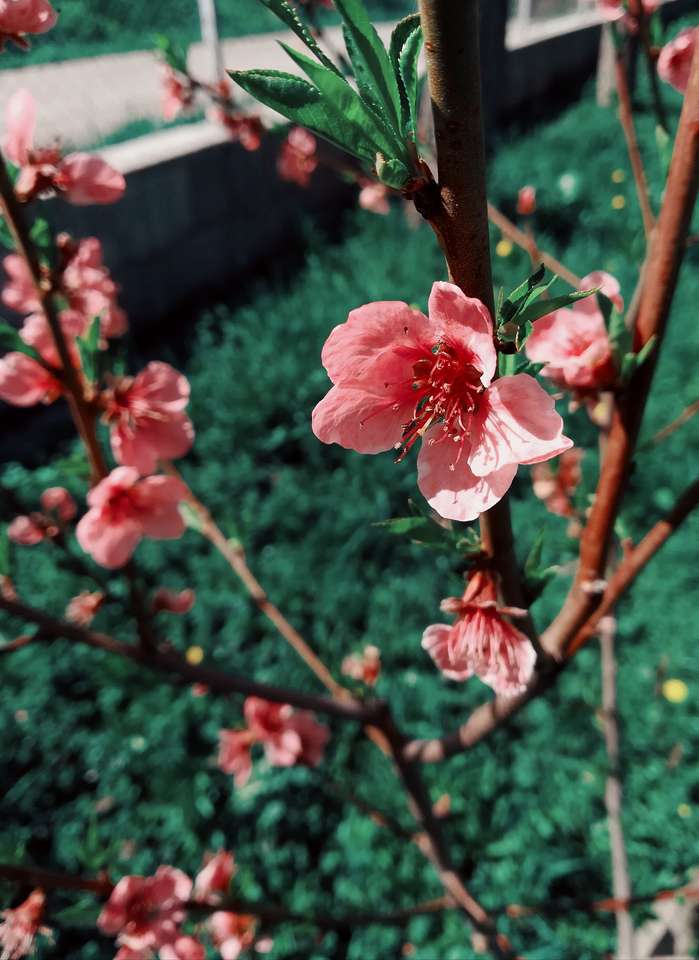 Flori de primăvara rompecabezas en línea