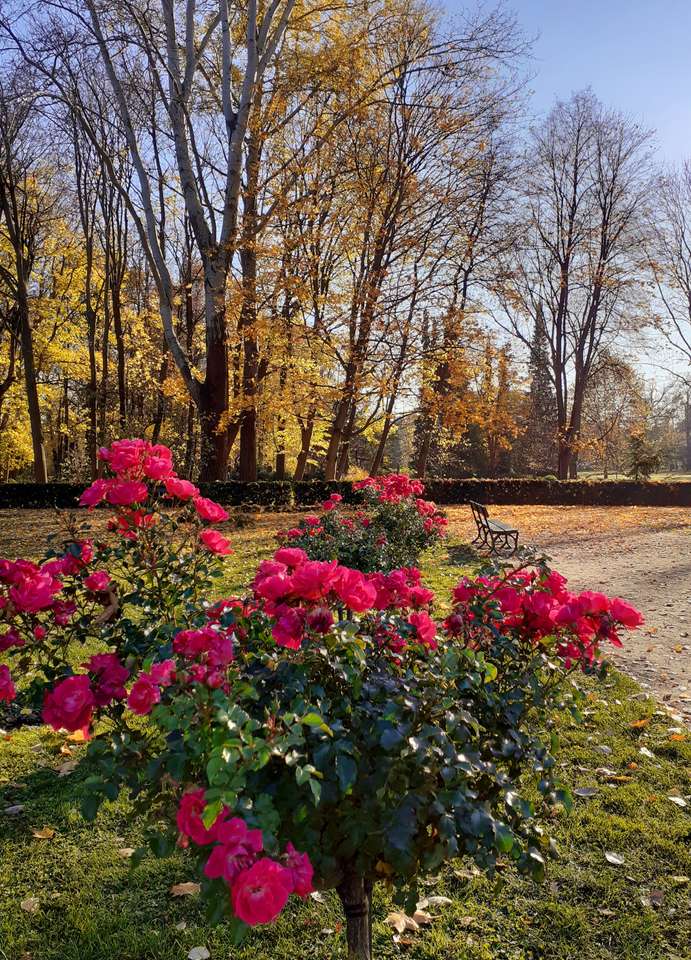 Herbstrosen im Park Online-Puzzle