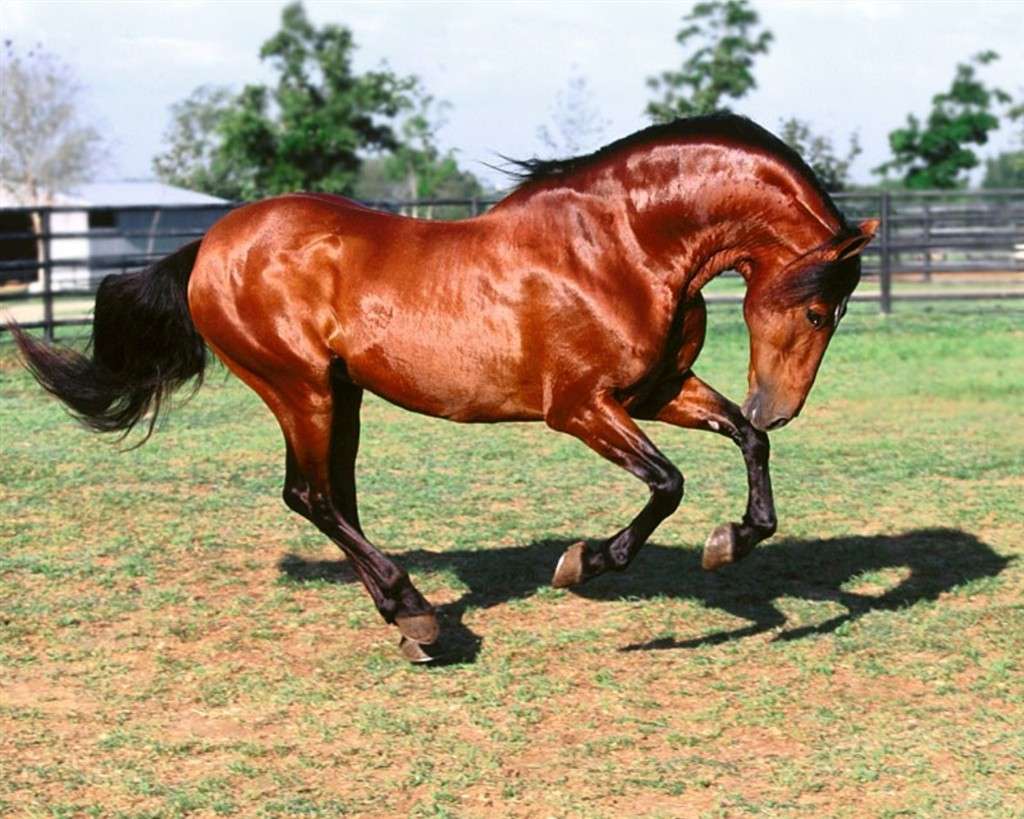 Un cal în padoc. Imagine de fundal pentru telefon jigsaw puzzle online